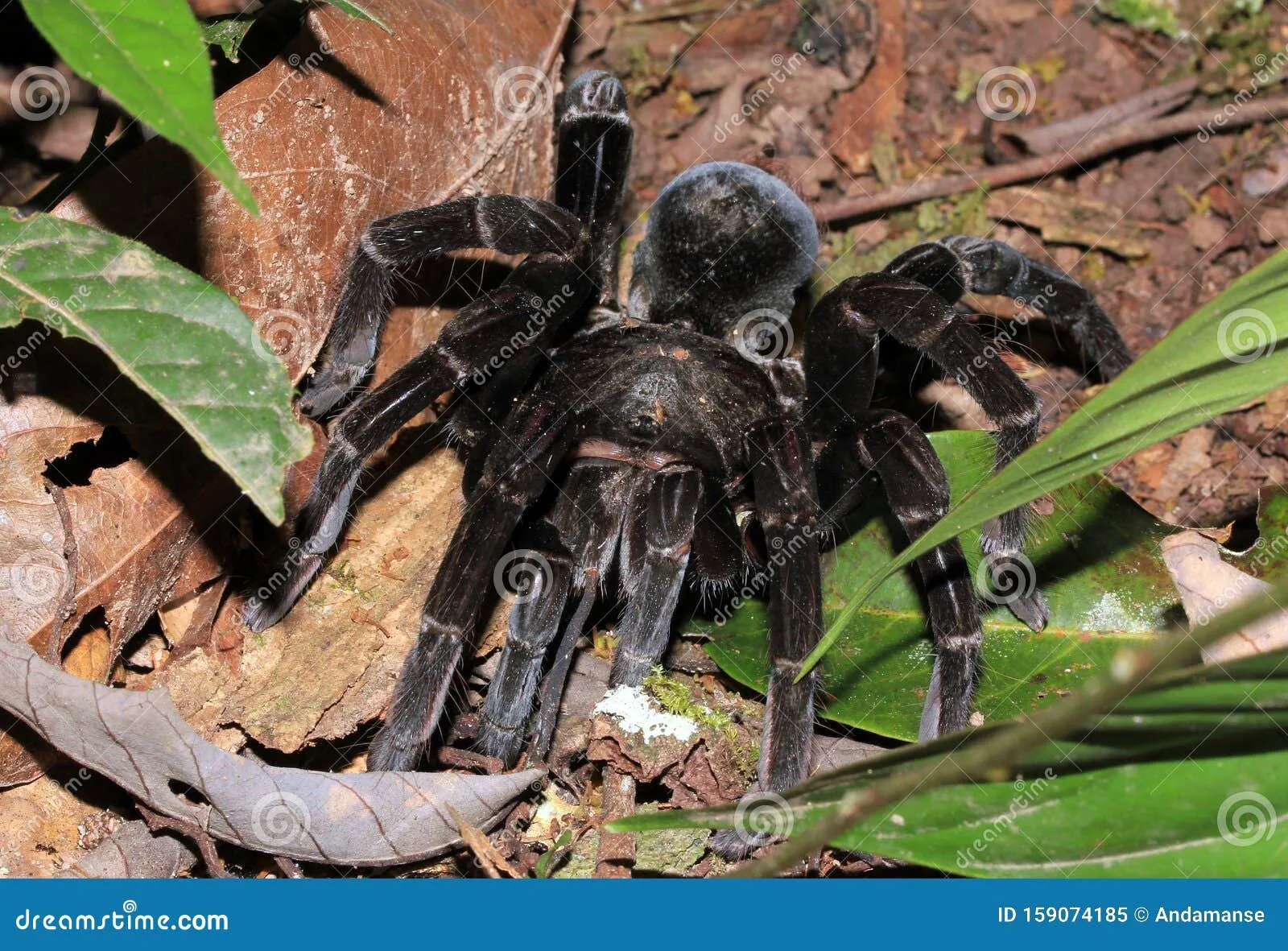 22477 chicken spider tarantula burrow