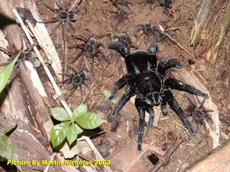 22477 chicken spider tarantula close up
