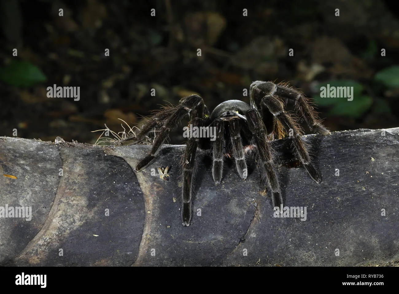 22477 chicken spider tarantula defensive pose