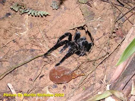 22477 chicken spider tarantula feeding
