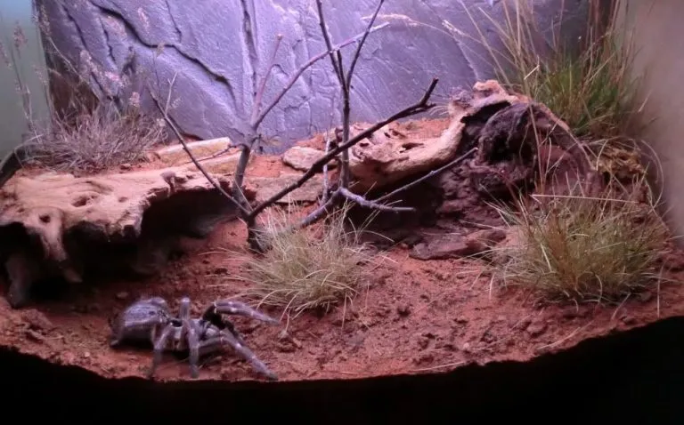 22478 tarantula enclosure setup