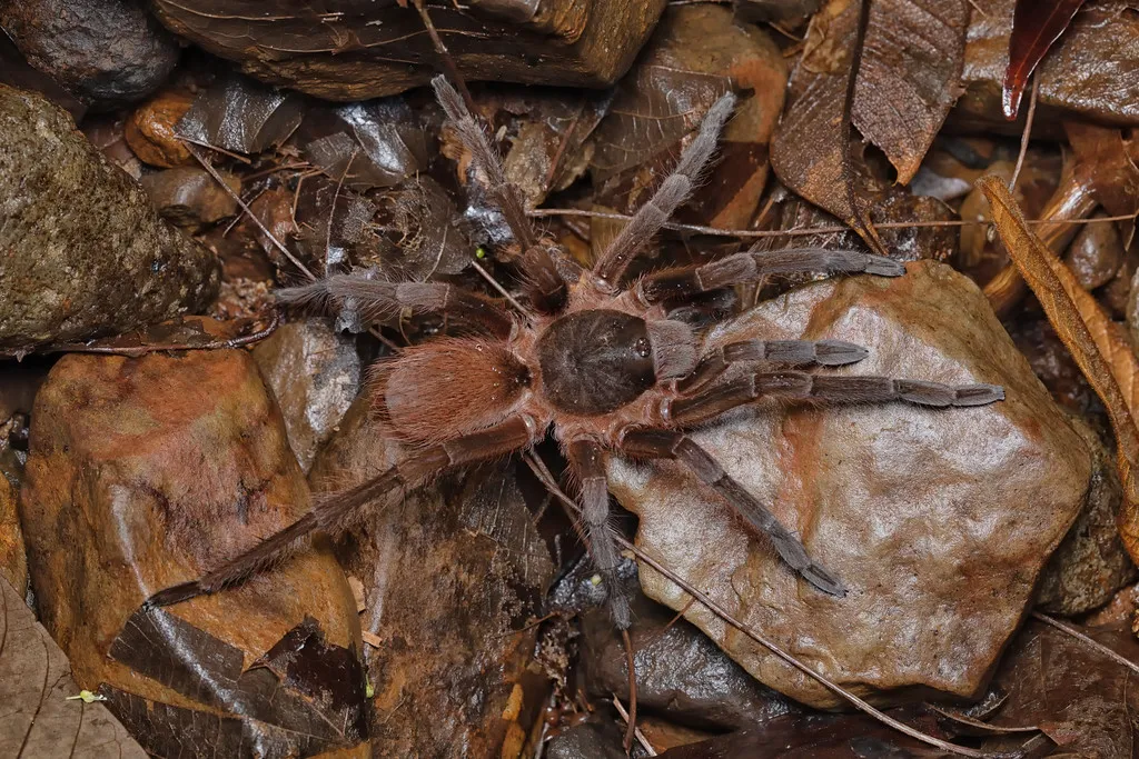 22479 colorful costa rican tarantula