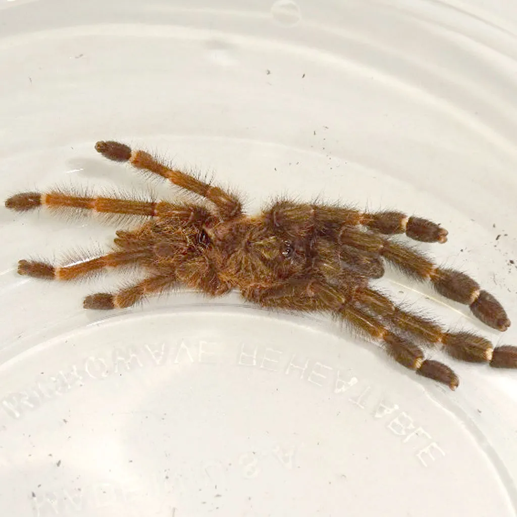 22479 costa rican tarantula burrow
