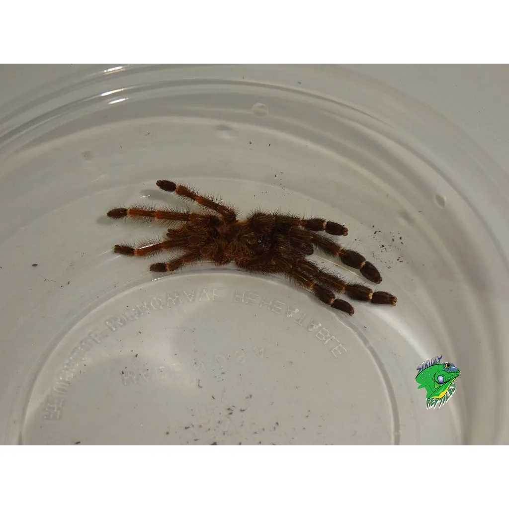 22479 costa rican tarantula molting