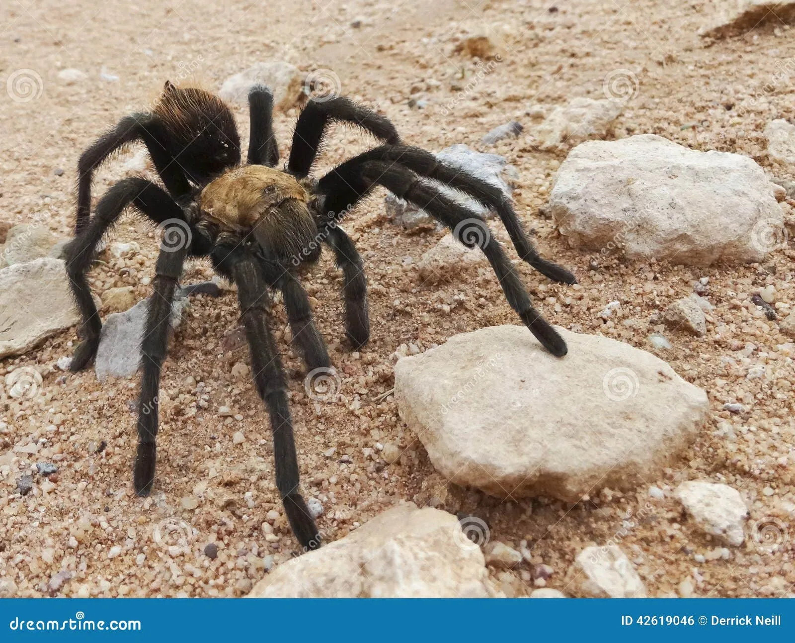 /img/22479-costa-rican-tarantula-species.webp