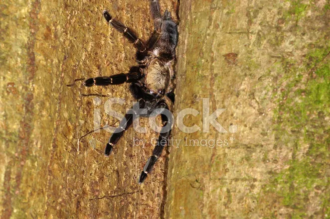 22479 costa rican tarantula venom