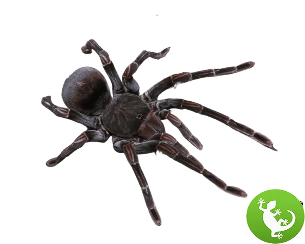 22481 green birdeater tarantula enclosure