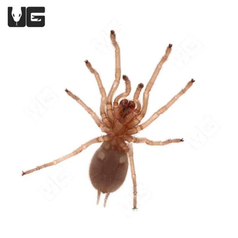/img/22481-green-birdeater-tarantula-health.webp
