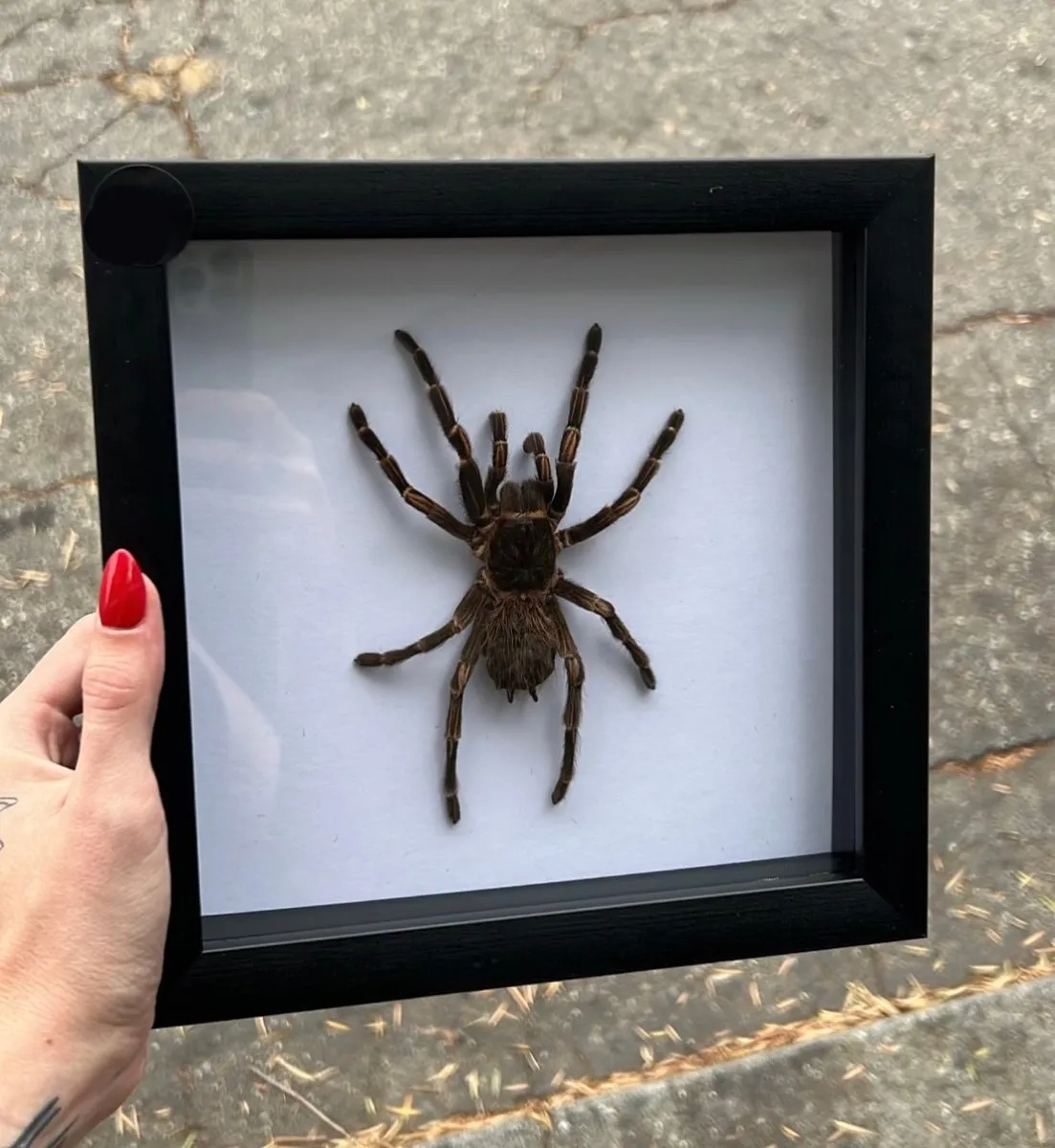 22481 green birdeater tarantula size