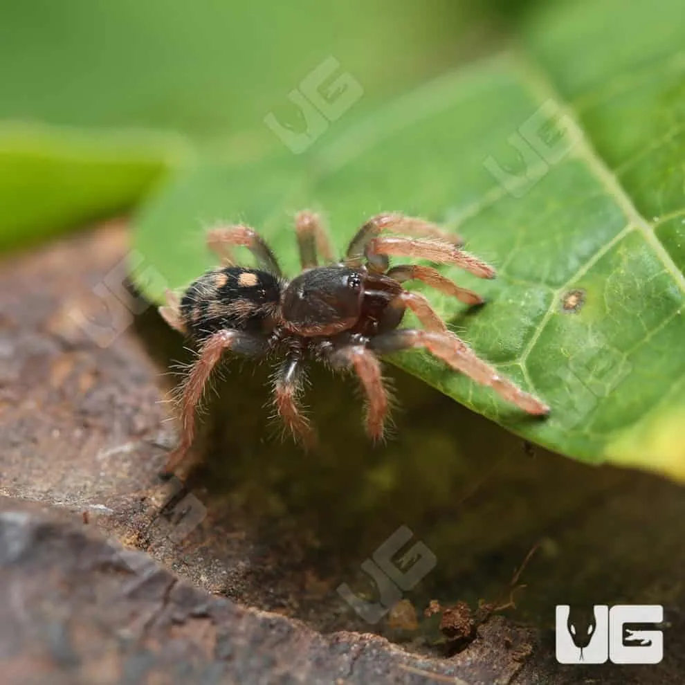 /img/22482-healthy-tarantula.webp