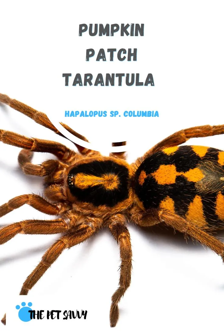 22482 tarantula enclosure setup