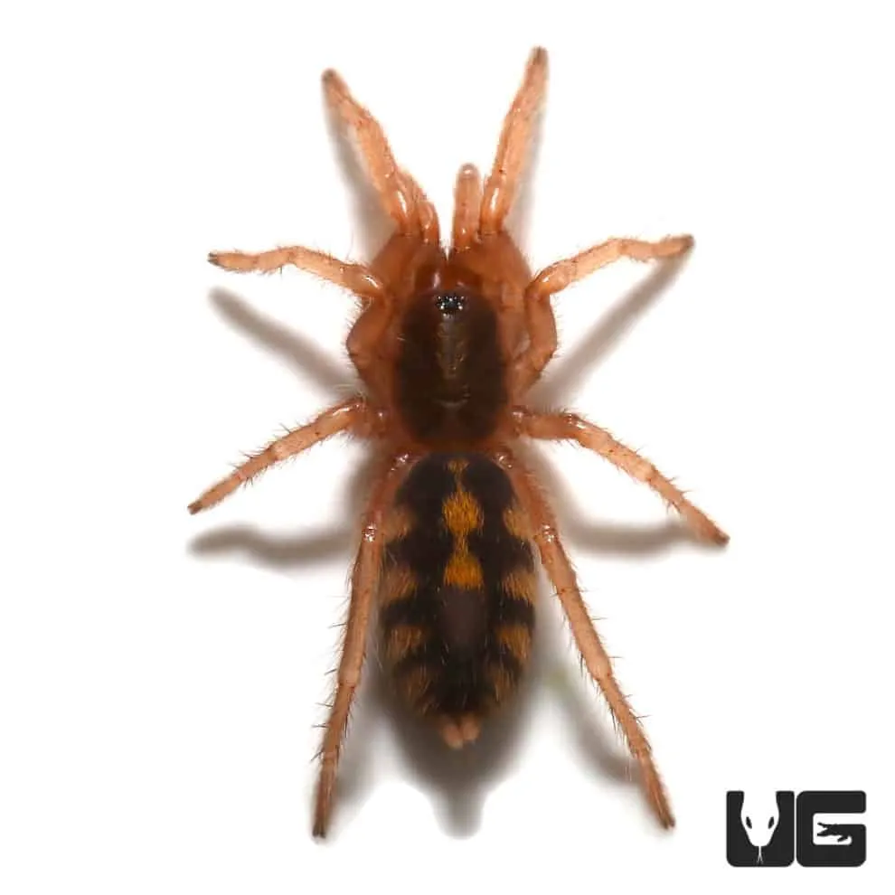 22482 tarantula handling