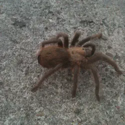 /img/22484-tarantula-conservation.webp