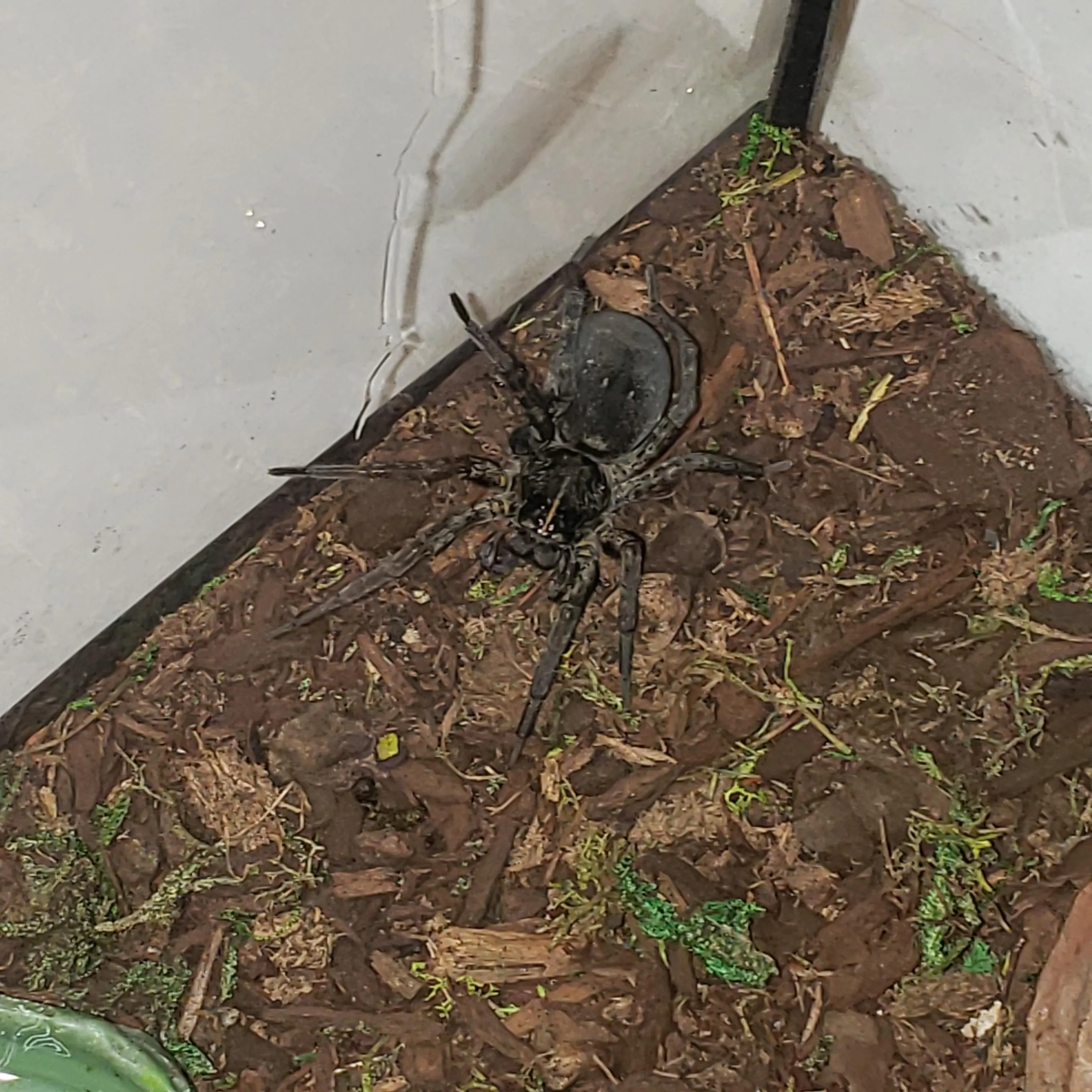 22484 tarantula eating