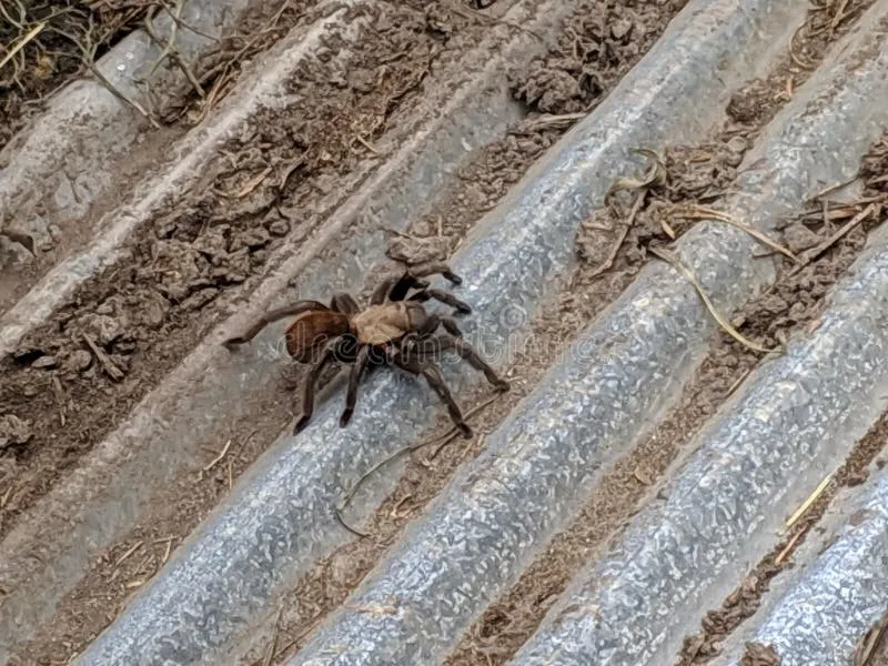 22484 tarantula mating