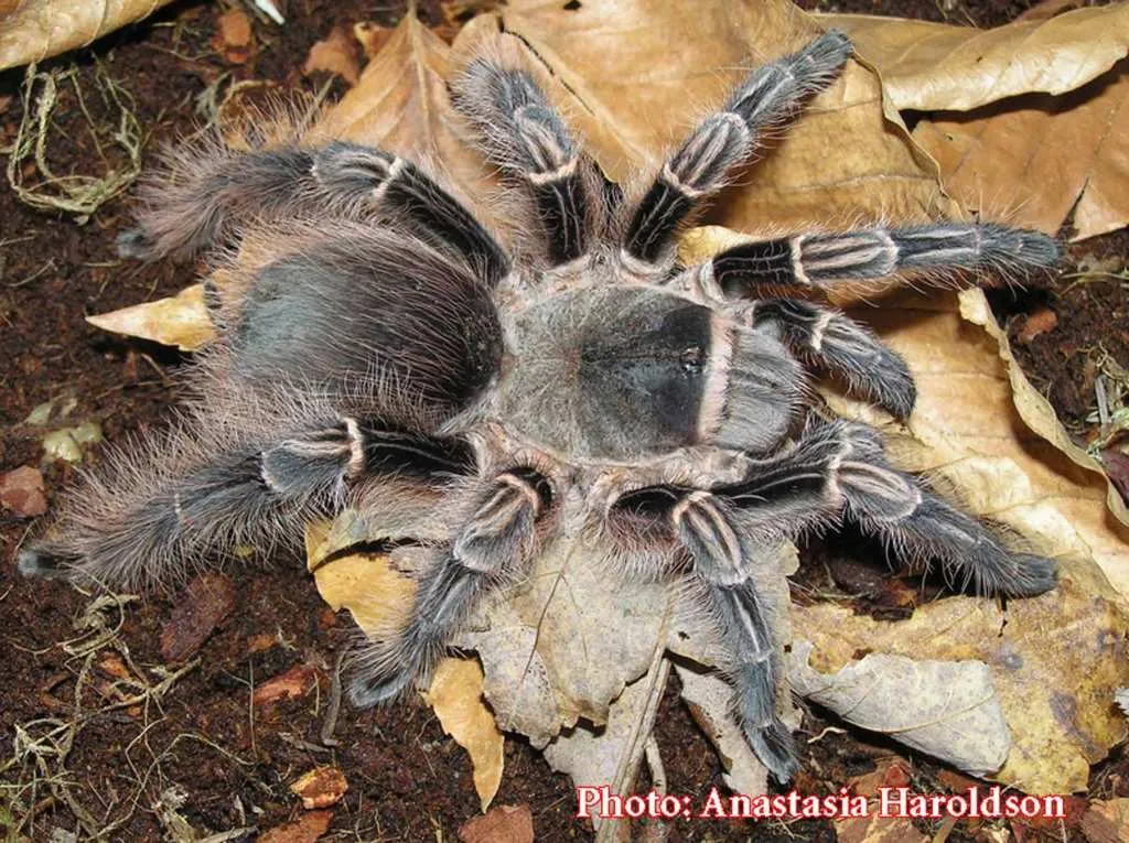22485 mexican red knee tarantula