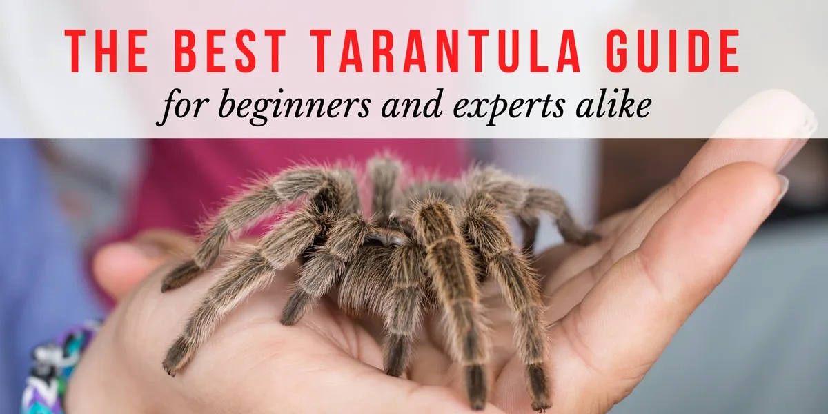 22485 pinktoe tarantula