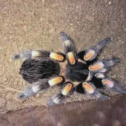 /img/22485-tarantula-molting.webp