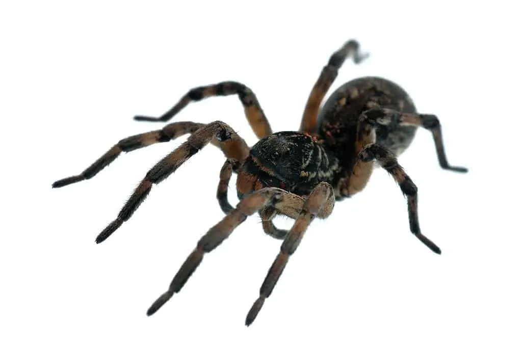 22486 mexican redknee tarantula