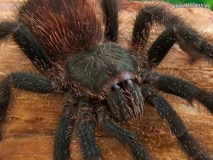 22486 tarantula feeding
