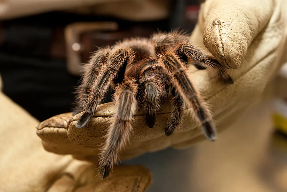 /img/22486-tarantula-handling.webp