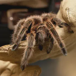 /img/22486-tarantula-handling.webp