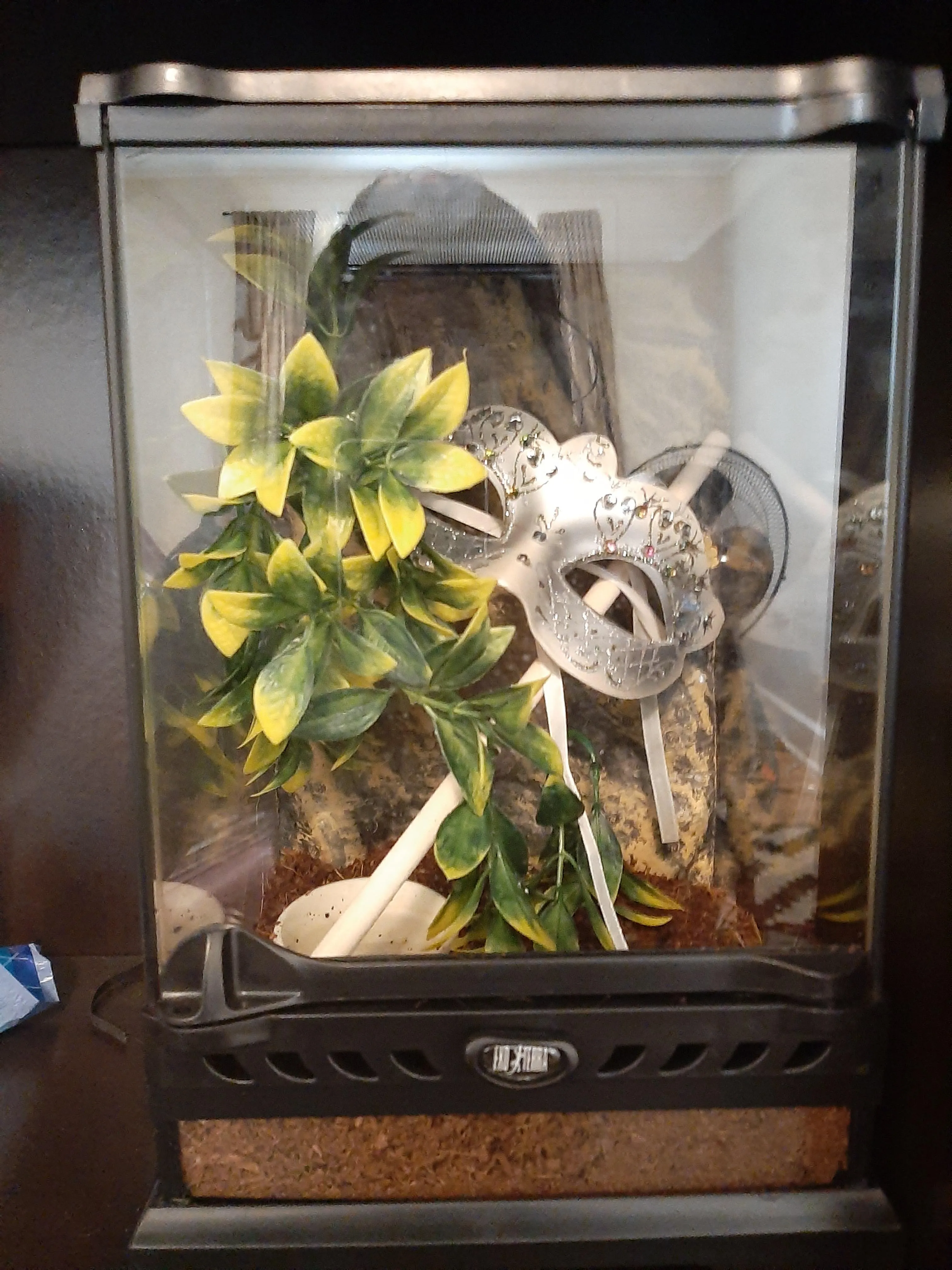 22487 ant infestation tarantula