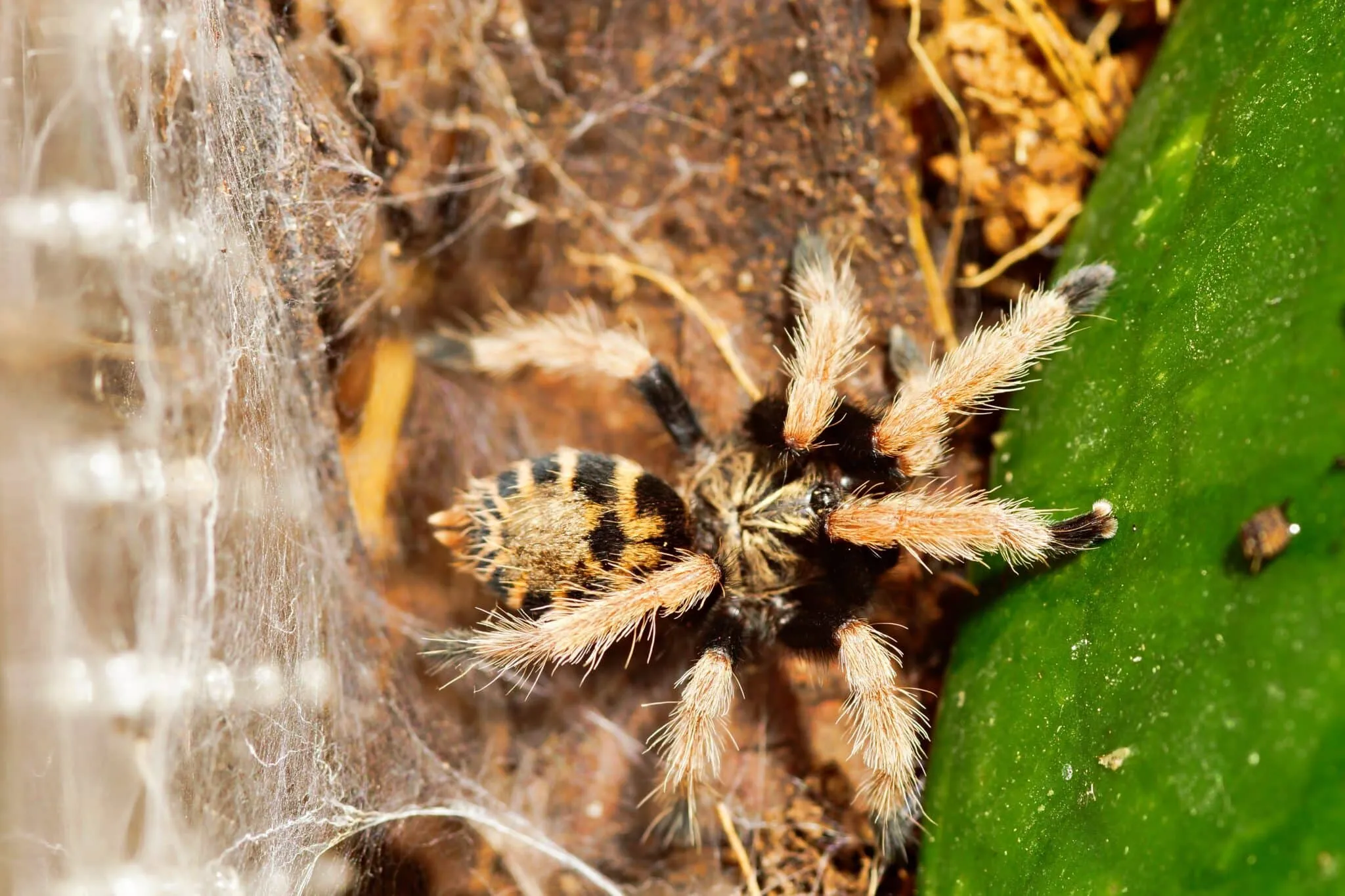 22487 tarantula cleaning