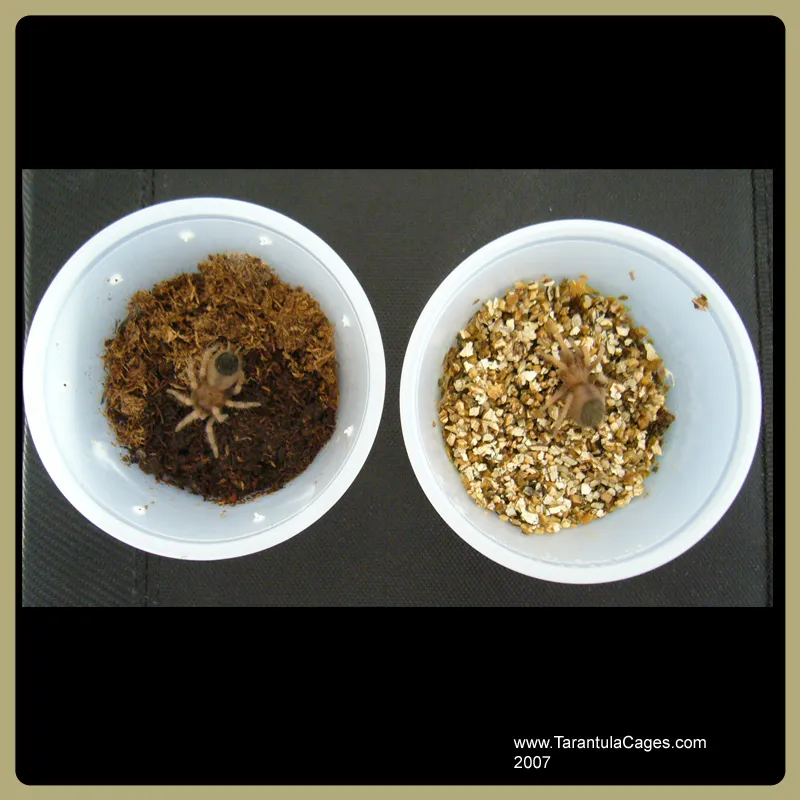 22488 tarantula feeding