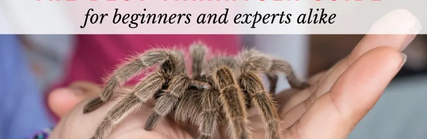 22488 tarantula substrate