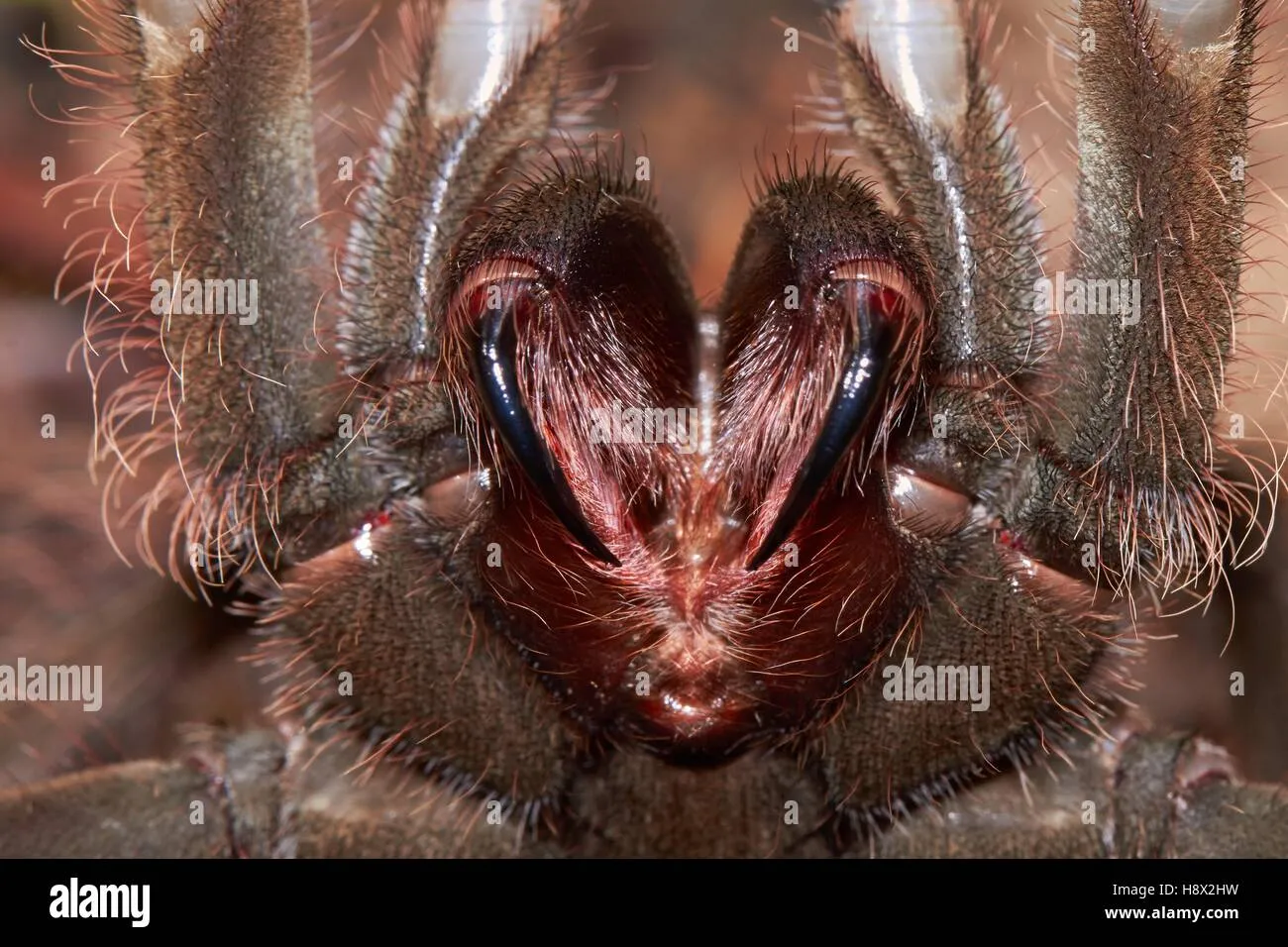 22489 goliath birdeater defensive pose