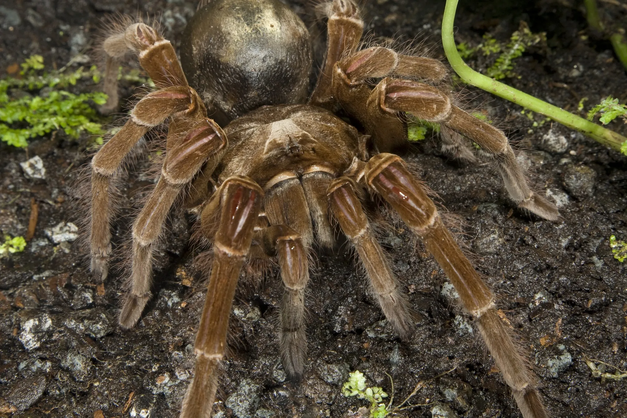 22489 goliath birdeater eating