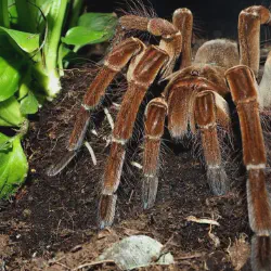 /img/22489-goliath-birdeater-eggs.webp