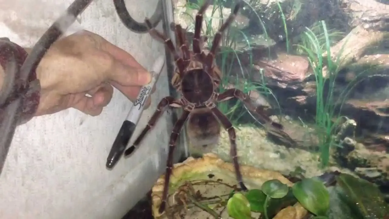 22489 goliath birdeater molting