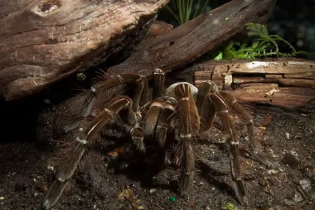 22489 goliath birdeater size comparison