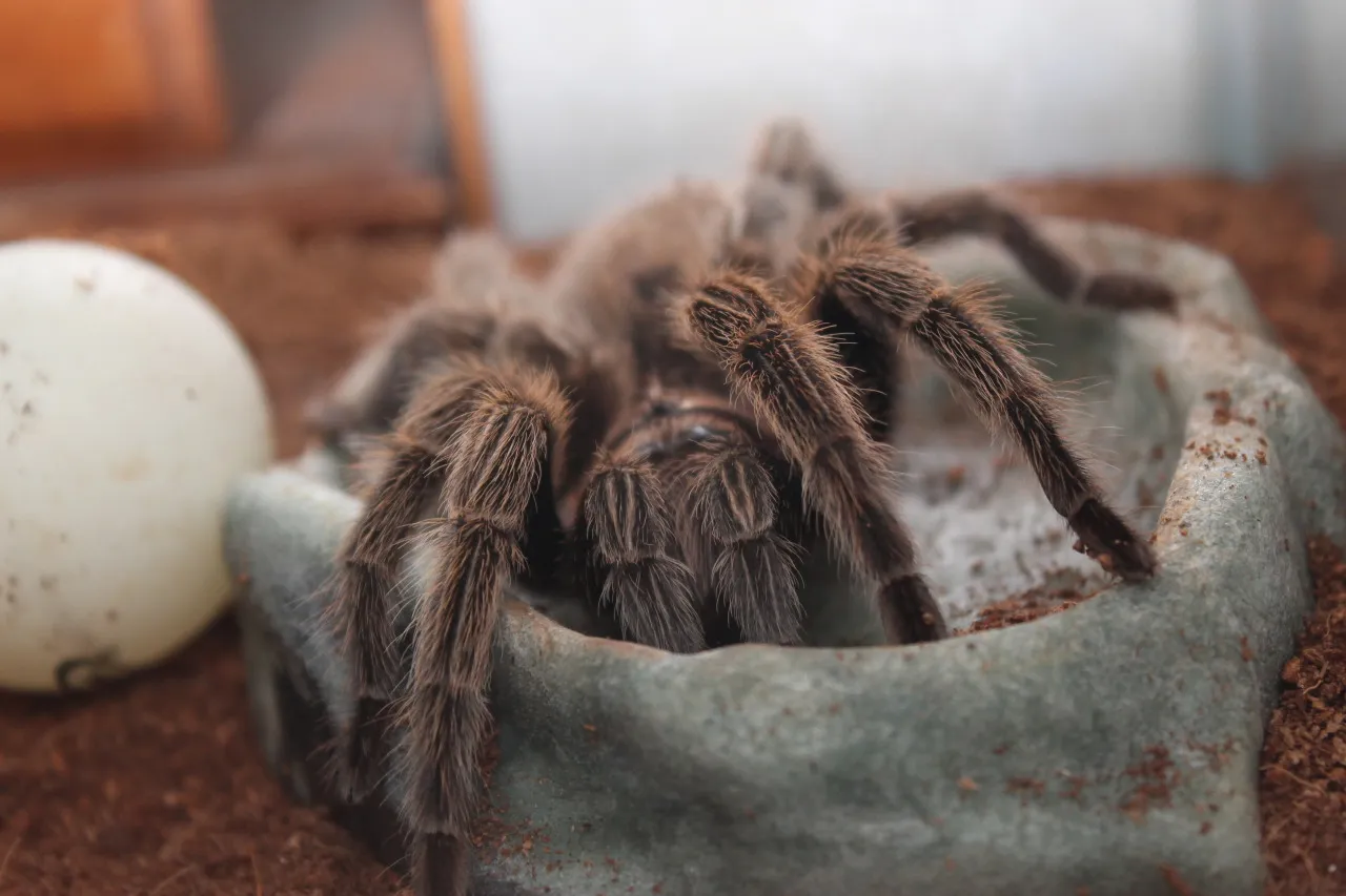 22491 mexican red knee