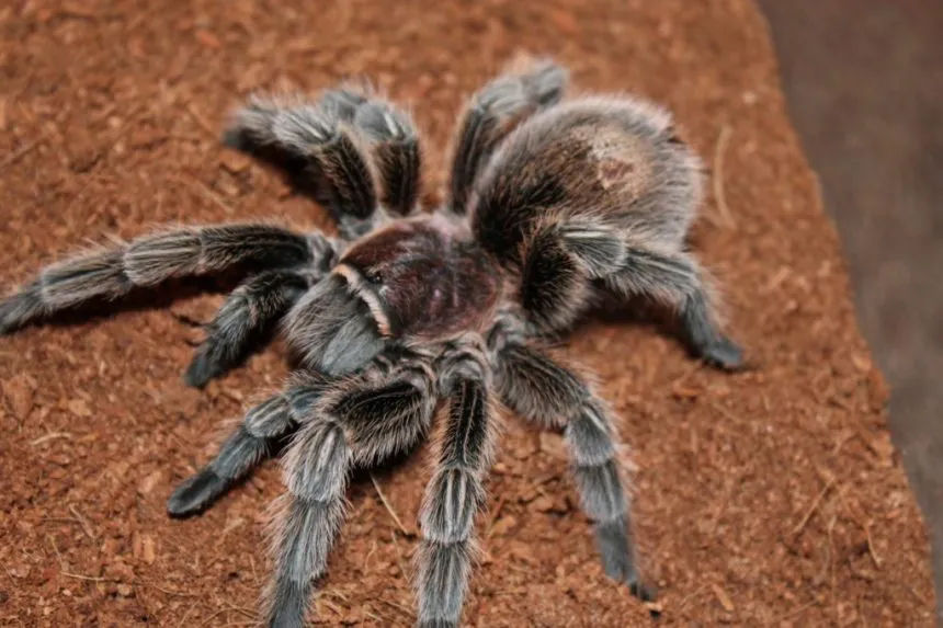 22491 tarantula choice