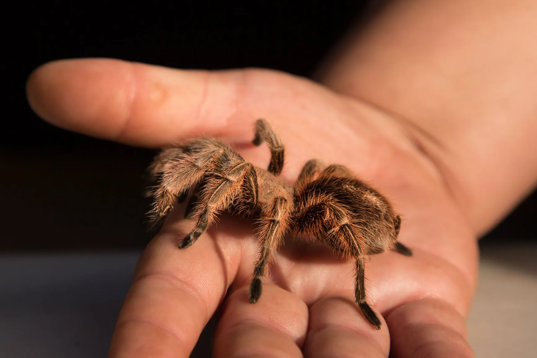 /img/22491-tarantula-enclosure.webp