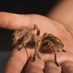 /img/22491-tarantula-enclosure.webp
