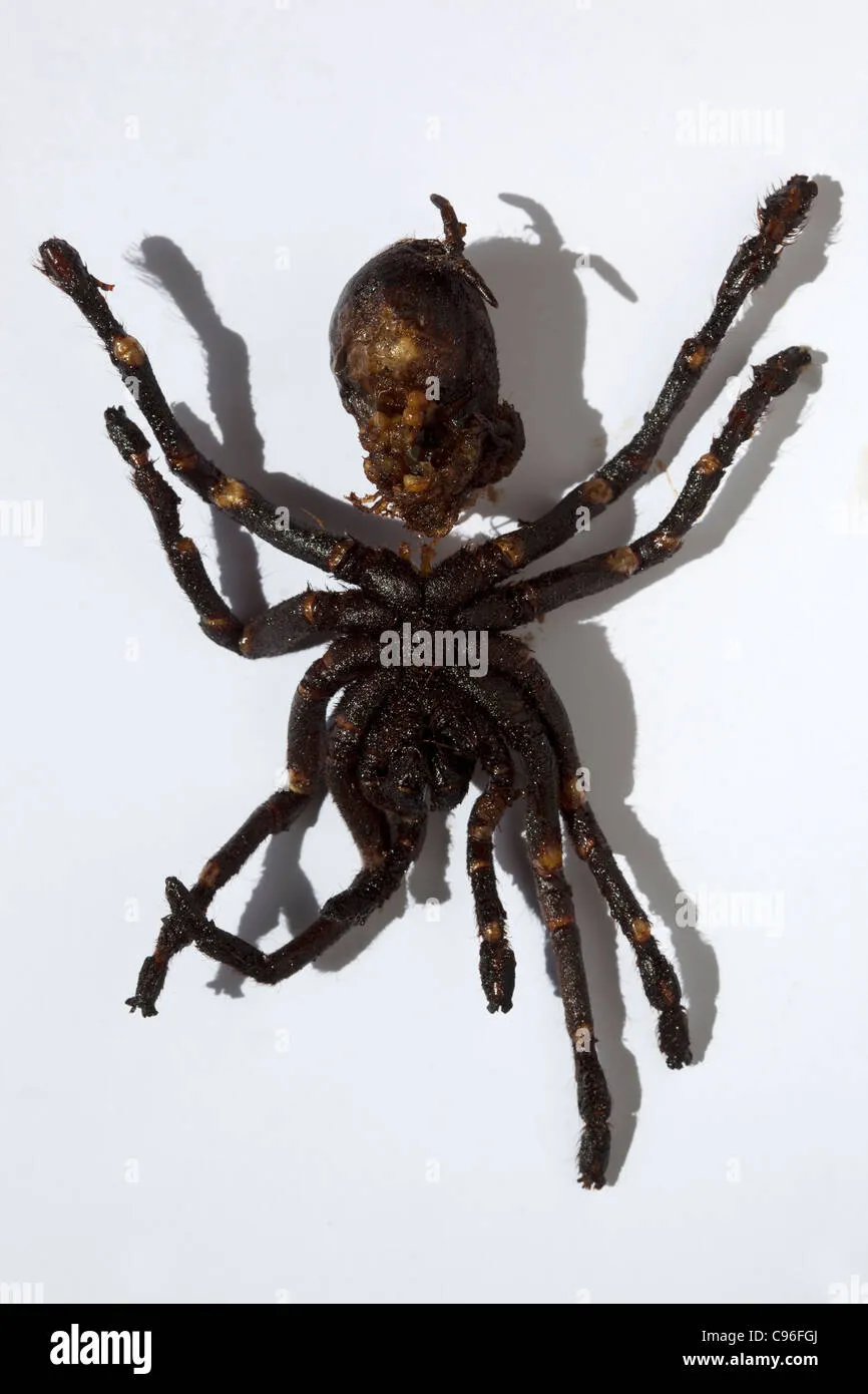 22492 cambodia street food tarantula 7