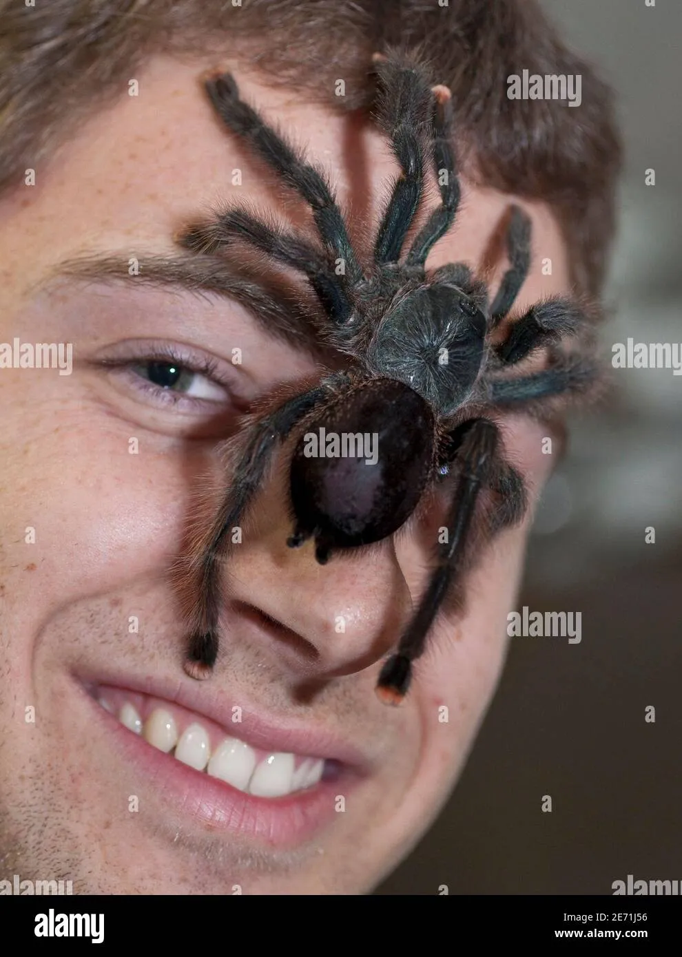 22493 safe environment tarantula