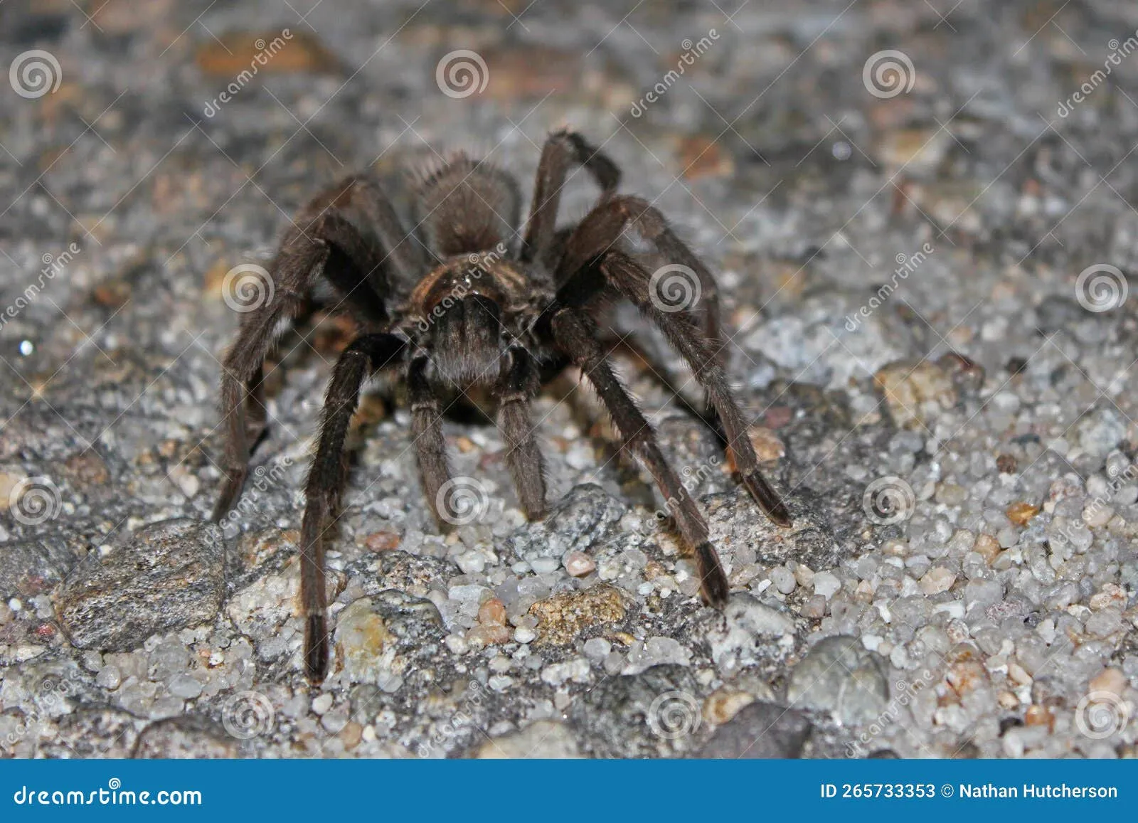 22493 tarantula safety