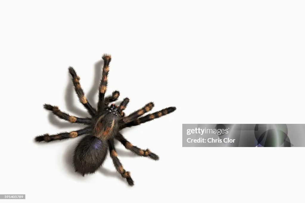 22493 tarantula species