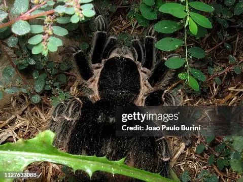 22494 tarantula abdomen nutrition