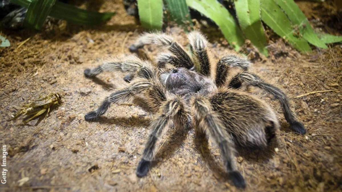 22495 epic tarantula image1