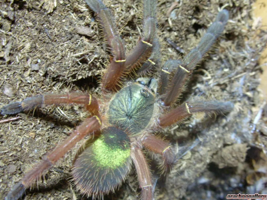 22495 epic tarantula image6