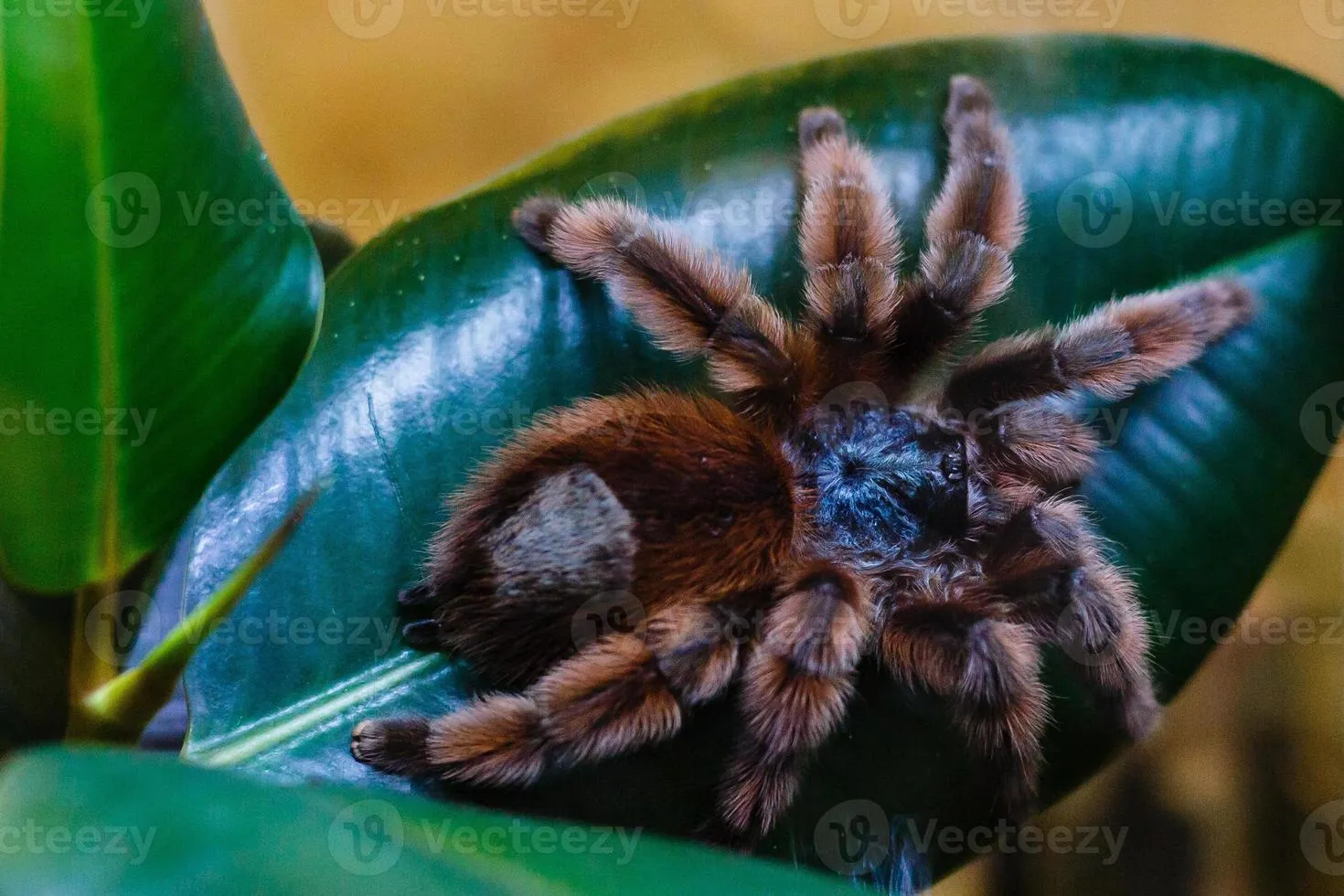 /img/22495-epic-tarantula-image7.webp