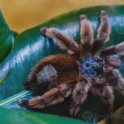 /img/22495-epic-tarantula-image7.webp