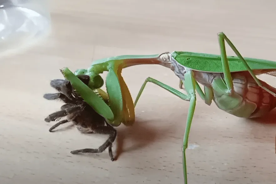 22496 mantis eating prey