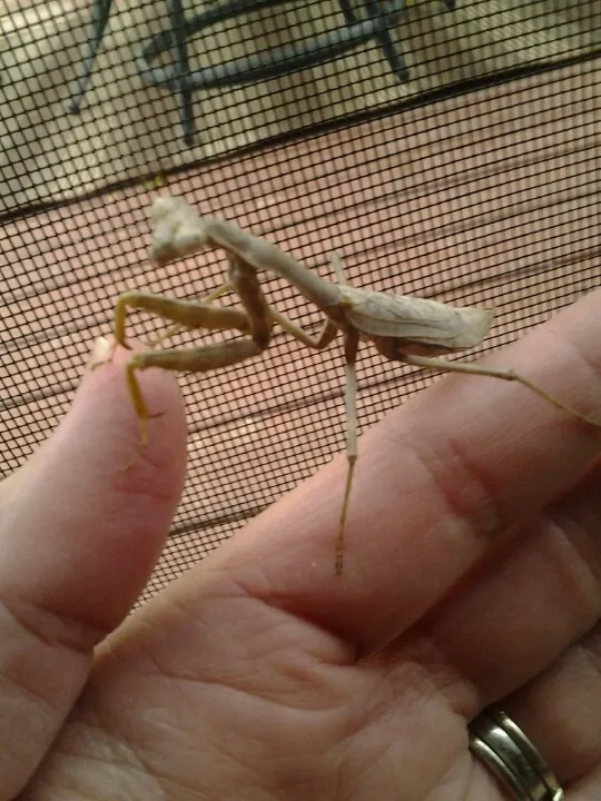 22496 tarantula attack strategy